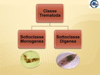 Classe: TurbellariaPlatelminti a vita libera, salvo rare eccezioni.In genere ermafroditi.Di piccole dimensioni: da una frazione di millimetro a 5-6 mm.Esistono specie che possono superare i 10 cm.
