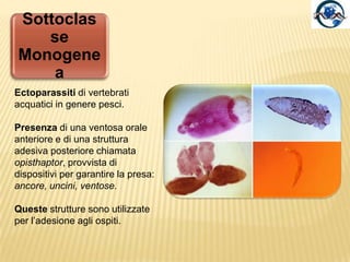 Turbellaria: habitat e ecologiaI Turbellari sono in genere animali marini, pur esistendo specie di acqua dolce e specie tropicali che vivono in terreni molto umidi.Molti Turbellari colonizzano ambienti particolari; ad esempio sorgenti sulfuree con scarsa saturazione di ossigeno.Alcune specie sono ectoparassite di crostacei. Altre vivono come commensali nell’intestino di crostacei, e tartarughe.La maggior parte di essi è detritivora.Esistono specie predatrici. Generalmente bloccano le loro prede invischiandole con secrezioni mucose epidermiche, quindi le introducono nella cavità gastrovascolare, oppure, dopo aver bloccato la preda, secernono enzimi digestivi e poi ne assorbono il contenuto tramite la faringe, utilizzata come una sorta di pompa. Cavità gastrovascolareFaringe