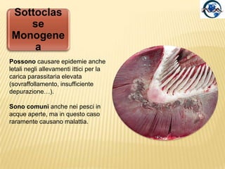 Classe: TREMATODAConducono tutti vita parassitaria (ectoparassiti o endoparassiti).Hanno un apparato digerente, sono muniti di ventose*, e il loro sviluppo è caratterizzato da vari stadi larvali.Sono privi di epitelio ciliato e di organi visivi.Per la maggior parte sono ermafroditi.Il termine Trematodi deriva dalla parola greca trema (= foro), poiché le ventose furono erroneamente interpretate come fori.* Le ventose , dotate di muscolatura radiale, consentono l’adesione del parassita al substrato.Nei Monogenei possono essere provvista di uncini.
