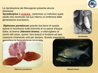 Ectoparassitidi vertebrati acquatici in genere pesci.Presenza di una ventosa orale anteriore e di una struttura adesiva posteriore chiamata opisthaptor, provvista di dispositivi per garantire la presa: ancore, uncini, ventose.Queste strutture sono utilizzate per l’adesione agli ospiti.Sottoclasse Monogenea
