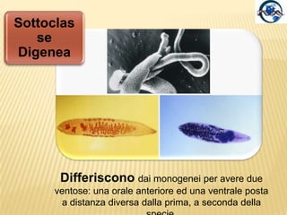 Possono causare epidemie anche letali negli allevamenti ittici per la carica parassitaria elevata (sovraffollamento, insufficientedepurazione…).Sono comuni anche nei pesci in acque aperte, ma in questo caso raramente causano malattia.Sottoclasse Monogenea