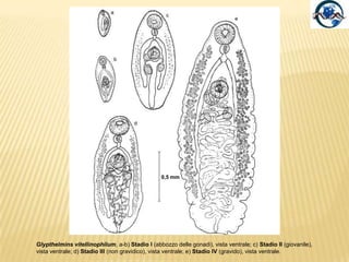 Dactylogyrus si trovasulle branchie di pescid’acqua dolce. Gyrodactylus si trova susquame e pinne di pescid’acqua dolce. Benediella  parassita pescimarini ed è difficile da debellare