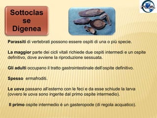 La riproduzione dei Monogenei presenta alcune stranezze: Gyrodactylus è viviparo , partorisce un individuo quasi adulto che racchiude nel suo interno un embrione della generazione successiva . Diplozoonparadoxum quando due larve di questa specie si incontrano sulle branchie di un pesce d'acqua dolce, la brema (Abramis brama), si attorcigliano al centro del corpo, quindi i loro tessuti si fondono ed essi crescono rimanendo uniti per sempre. Questo espediente garantisce la fecondazione incrociata.GyrodactylusDiplozoonparadoxumAbramis brama