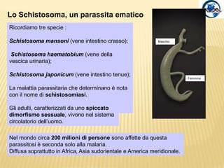 Sottoclasse DigeneaDifferisconodai monogenei per avere due ventose: una orale anteriore ed una ventrale posta a distanza diversa dalla prima, a seconda della specie.