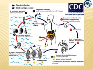 0,5 mmGlypthelminsvitellinophilum, a-b) Stadio I (abbozzo delle gonadi), vista ventrale; c) Stadio II (giovanile), vista ventrale; d) Stadio III (non gravidico), vista ventrale; e) Stadio IV (gravido), vista ventrale. 