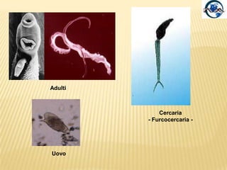 Parassiti di vertebrati possono essere ospiti di una o più specie.La maggior parte dei cicli vitali richiede due ospiti intermedi e un ospite definitivo, dove avviene la riproduzione sessuata.Gli adulti occupano il tratto gastrointestinale dell’ospite definitivo.Spesso  ermafroditi.Le uova passano all’esterno con le feci e da esse schiude la larva (ovvero le uova sono ingerite dal primo ospite intermedio).Il primo ospite intermedio è un gasteropode (di regola acquatico).Sottoclasse Digenea