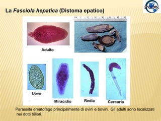 Lo Schistosoma, un parassita ematicoRicordiamo tre specie :Schistosoma mansoni(vene intestino crasso); Schistosoma haematobium(vene della vescica urinaria); Schistosoma japonicum (vene intestino tenue);La malattia parassitaria che determinano è nota con il nome di schistosomiasi.MaschioFemminaGli adulti, caratterizzati da uno spiccato dimorfismo sessuale, vivono nel sistema circolatorio dell’uomo.Nel mondo circa 200 milioni di persone sono affette da questa parassitosi è seconda solo alla malaria.Diffusa soprattutto in Africa, Asia sudorientale e America meridionale.