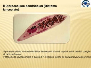 Adulti Cercaria- Furcocercaria -Uovo