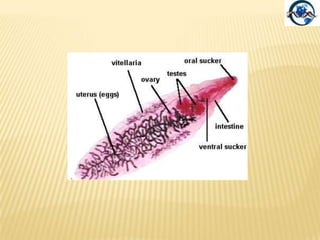 La Fasciola hepatica(Distoma epatico)Parassita ematofago principalmente di ovini e bovini. Gli adulti sono localizzati nei dotti biliari.