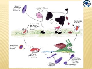 Il Dicrocoeliumdendriticum (Distoma lanceolato)Il parassita adulto vive nei dotti biliari intraepatici di ovini, caprini, suini, cervidi, coniglio,di rado nell’uomo.Patogenicità sovrapponibile a quella di F. hepatica, anche se comparativamente minore.