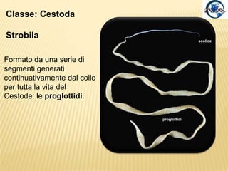 Scolice di Taeniasolium