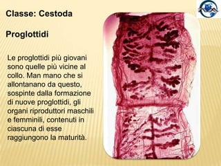 Tenia armataTenia inerme