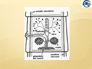 Classe: CestodaCOLLOSegue lo scolice.Breve, è detto zona di accrescimento, da esso originano le proglottidi.