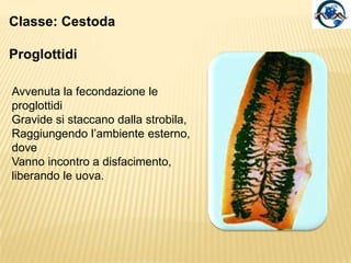 Classe: CestodaStrobilascoliceFormato da una serie di segmenti generati continuativamente dal collo per tutta la vita del Cestode: le proglottidi.proglottidi
