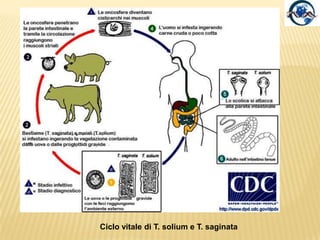 Classe: CestodaProglottidiAvvenuta la fecondazione le proglottidi Gravide si staccano dalla strobila,Raggiungendo l’ambiente esterno, doveVanno incontro a disfacimento, liberando le uova.