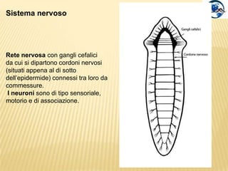  Organi esceretori protonefridi.