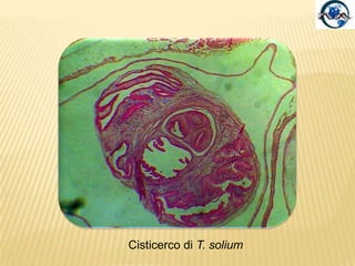 Classe: CestodaProglottidiLa copulazione può avvenire, secondo le specie:Tra organi genitali di uno stesso segmento. Autocopulazione.