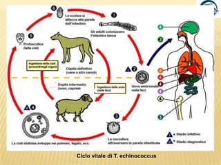 Tra genitali di segmenti diversi della stessa strobila. Copulazione crociata.