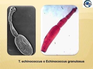 Tra genitali di vermi diversi.HABITAT ED ECOLOGIAIl ciclo vitale dei Cestodi necessitail passaggio in uno o più ospiti intermedi, invertebrati o vertebrati dove la larva (generalmente denominata oncosfera o larvaesacanta perché provvista di tre coppie di uncini), si trasforma in altri stadi larvali intermedi o si incista direttamente nel tessuto muscolare o nel tessuto nervoso. La cisti contiene già lo scolice invaginato (cisticerco). Quando l'ospite definitivo ingerisce il cisticerco, questi, giungendo nell'intestino, estroflette lo scolice, si ancora alla parete intestinale e comincia a produrre le proglottidi. L’uomo può essere infestato dai cestodi, sia come ospite intermedio sia come ospite definitivo.