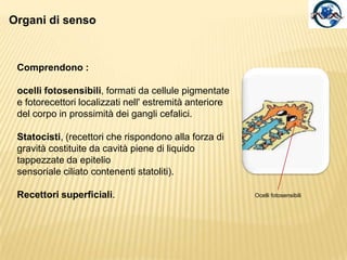 Apparato riproduttore.