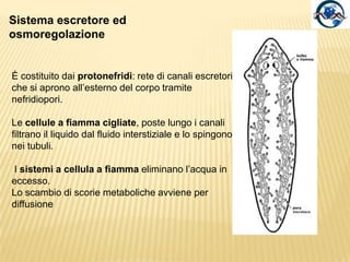 Sistema nervosoRete nervosa con gangli cefalici da cui si dipartono cordoni nervosi (situati appena al di sotto dell’epidermide) connessi tra loro da commessure.I neuroni sono di tipo sensoriale, motorio e di associazione.