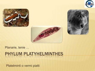 Phylum platyHelmintHes Planarie, tenie … Platelminti o vermi piatti 