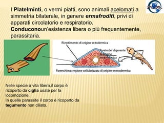 I Platelminti, o vermi piatti, sono animali acelomati a simmetria bilaterale, in genere ermafroditi, privi di apparati cir...