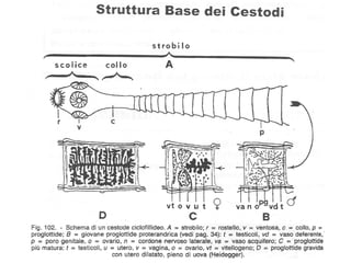 Platelminti e nematodi