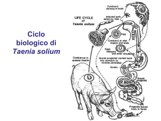 Ciclo
 biologico di
Taenia solium
 