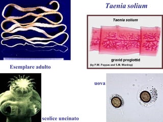 Taenia solium




Esemplare adulto


                               uova




            scolice uncinato
 