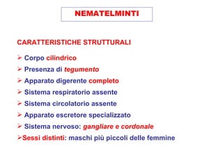 NEMATELMINTI


CARATTERISTICHE STRUTTURALI

 Corpo cilindrico
 Presenza di tegumento
 Apparato digerente completo
 Sistema respiratorio assente
 Sistema circolatorio assente
 Apparato escretore specializzato
 Sistema nervoso: gangliare e cordonale
Sessi distinti: maschi più piccoli delle femmine
 