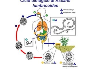 Ciclo biologico di Ascaris
      lumbricoides
 