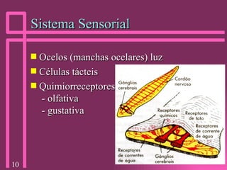 Sistema Sensorial Ocelos (manchas ocelares) luz Células tácteis Quimiorreceptores  - olfativa  - gustativa 