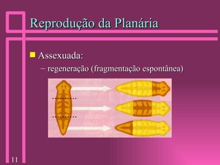 Reprodução da Planária Assexuada: regeneração (fragmentação espontânea) 