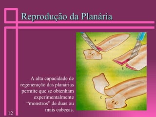 Reprodução da Planária A alta capacidade de regeneração das planárias permite que se obtenham experimentalmente “monstros” de duas ou mais cabeças. 