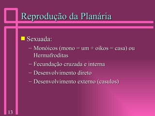 Reprodução da Planária Sexuada: Monóicos (mono = um + oikos = casa) ou Hermafroditas Fecundação cruzada e interna Desenvolvimento direto Desenvolvimento externo (casulos) 