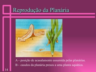 Reprodução da Planária A - posição de acasalamento assumida pelas planárias. B - casulos da planária presos a uma planta aquática. 