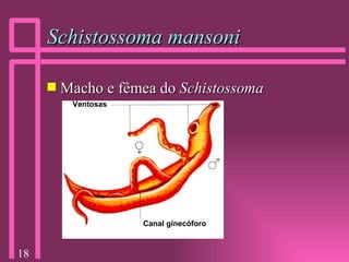 Schistossoma mansoni Macho e fêmea do  Schistossoma Ventosas Canal ginecóforo 