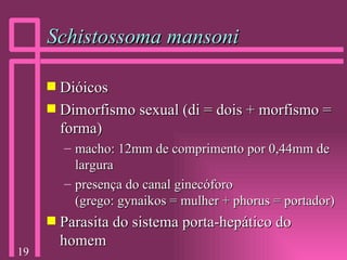 Schistossoma mansoni Dióicos Dimorfismo sexual (di = dois + morfismo = forma) macho: 12mm de comprimento por 0,44mm de largura presença do canal ginecóforo  (grego: gynaikos = mulher + phorus = portador) Parasita do sistema porta-hepático do homem  
