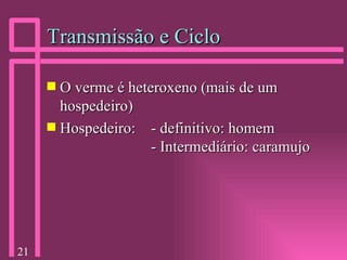 Transmissão e Ciclo O verme é heteroxeno (mais de um hospedeiro) Hospedeiro: - definitivo: homem - Intermediário: caramujo 