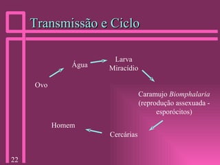 Transmissão e Ciclo Ovo Água Larva Miracídio Caramujo  Biomphalaria  (reprodução assexuada - esporócitos) Cercárias Homem 