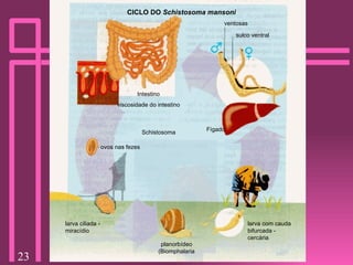 Fígado larva com cauda bifurcada - cercária planorbídeo (Biomphalaria larva ciliada - miracídio ovos nas fezes Schistosoma Intestino viscosidade do intestino CICLO DO  Schistosoma mansoni ventosas sulco ventral 