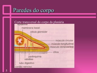 Paredes do corpo Corte transversal do corpo da planária 