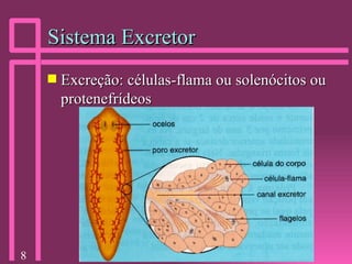 Sistema Excretor Excreção: células-flama ou solenócitos ou protenefrídeos 