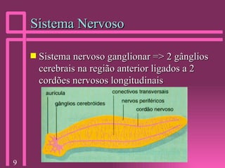 Sistema Nervoso Sistema nervoso ganglionar => 2 gânglios cerebrais na região anterior ligados a 2 cordões nervosos longitudinais 