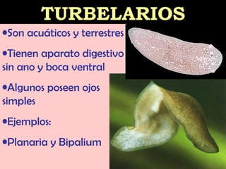 TURBELARIOS Son acuáticos y terrestres Tienen aparato digestivo sin ano y boca ventral Algunos poseen ojos simples Ejemplos: Planaria y Bipalium