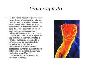 Tênia saginata Há também a  Taenia saginata , cujos hospedeiros intermediários são os bovinos, que se infectam através da ingestão dos ovos desse parasita, eliminados nas fezes do homem. No caso da  Taenia saginata  o homem pode ser apenas hospedeiro definitivo, diferente do que ocorre com a  Taenia solium . As proglótides são eliminadas individualmente e fora das evacuações, forçando o esfíncter anal do portador. Esta espécie está disseminada mundialmente e o número de portadores humanos está estimado entre 40 e 60 milhões.  T. saginata  pode atingir até 12m de comprimento (comprimento do intestino humano). 
