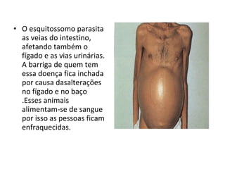 O esquitossomo parasita as veias do intestino, afetando também o fígado e as vias urinárias. A barriga de quem tem essa doença fica inchada por causa dasalterações no fígado e no baço .Esses animais alimentam-se de sangue por isso as pessoas ficam enfraquecidas. 