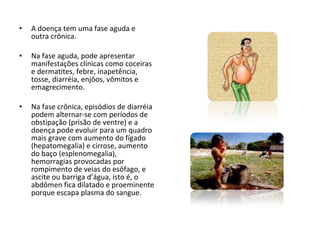 A doença tem uma fase aguda e outra crônica. Na fase aguda, pode apresentar manifestações clínicas como coceiras e dermatites, febre, inapetência, tosse, diarréia, enjôos, vômitos e emagrecimento.  Na fase crônica, episódios de diarréia podem alternar-se com períodos de obstipação (prisão de ventre) e a doença pode evoluir para um quadro mais grave com aumento do fígado (hepatomegalia) e cirrose, aumento do baço (esplenomegalia), hemorragias provocadas por rompimento de veias do esôfago, e ascite ou barriga d’água, isto é, o abdômen fica dilatado e proeminente porque escapa plasma do sangue. 