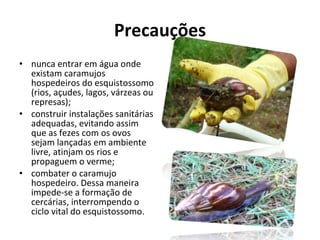 Precauções nunca entrar em água onde existam caramujos hospedeiros do esquistossomo (rios, açudes, lagos, várzeas ou represas); construir instalações sanitárias adequadas, evitando assim que as fezes com os ovos sejam lançadas em ambiente livre, atinjam os rios e propaguem o verme; combater o caramujo hospedeiro. Dessa maneira impede-se a formação de cercárias, interrompendo o ciclo vital do esquistossomo. 